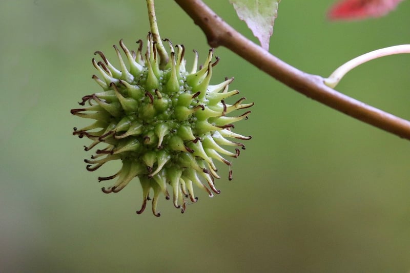 Nutrient-Rich Fruits